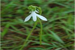 Habenaria longicorniculata
